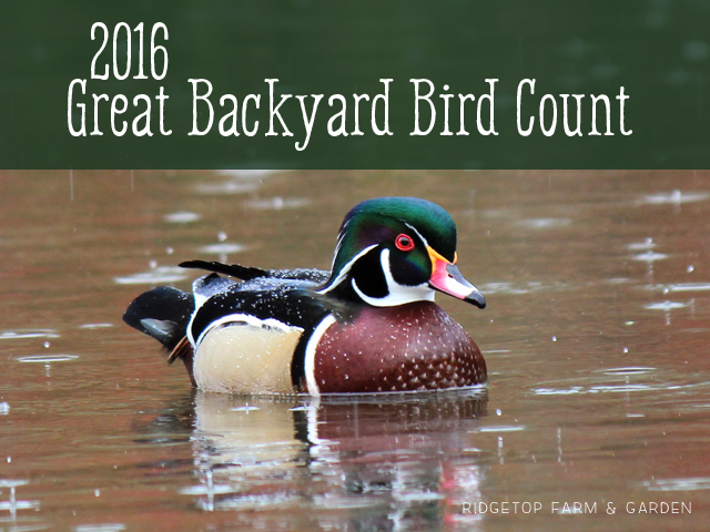 Ridgetop Farm and Garden | Great Backyard Bird Count | Wood Duck