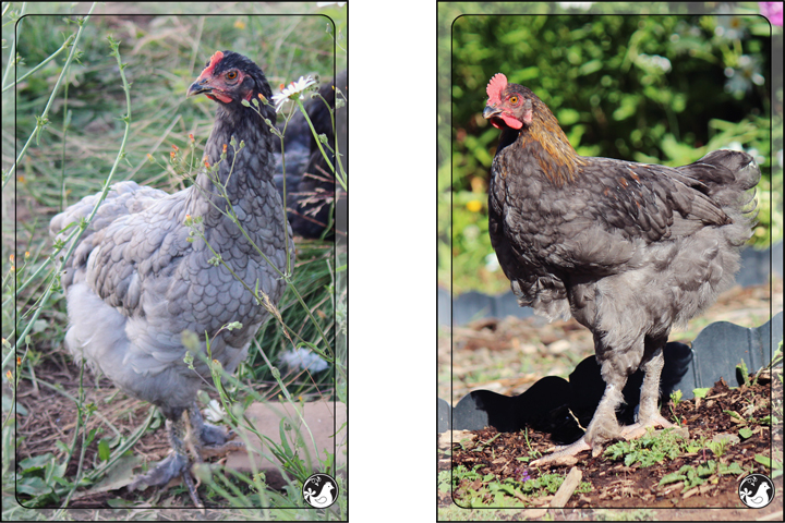 Ridgetop Farm and Garden | Blue Marans | Splash Marans | Black Copper Marans