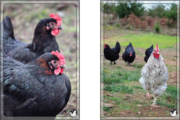 Ridgetop Farm and Garden | Blue Marans | Splash Marans | Black Copper Marans