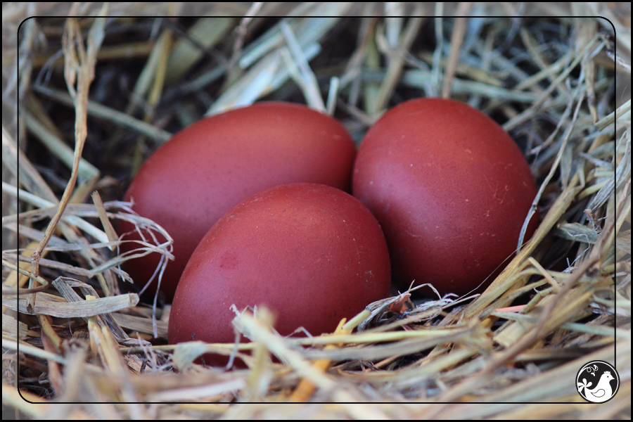 Ridgetop Farm and Garden | Blue Marans | Splash Marans | Black Copper Marans