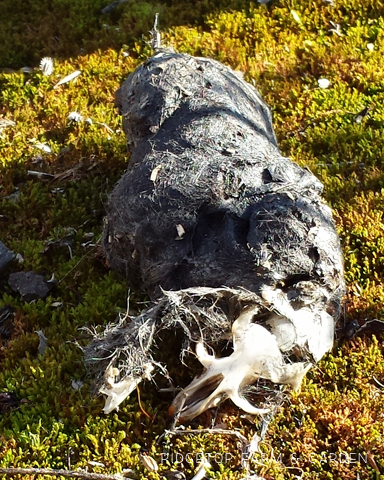 Ridgetop Farm and Garden | Home School | Dissecting Owl Pellet