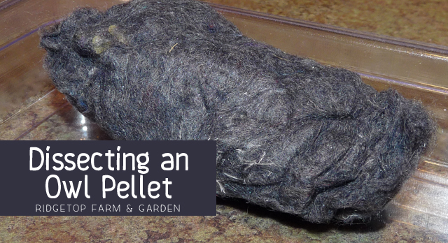 Ridgetop Farm and Garden | Home School | Dissecting Owl Pellet