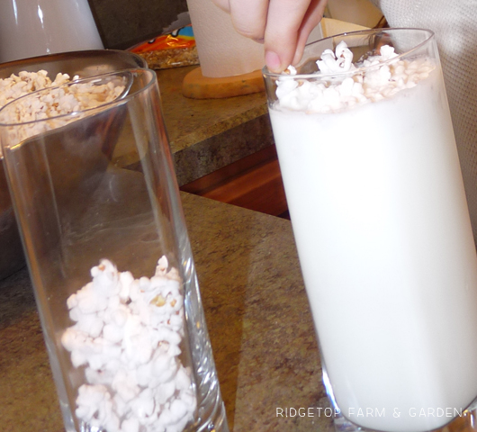 Ridgetop Farm and Garden | Popcorn in Milk Experiment | Laura Ingalls Wilder | Farmer Boy