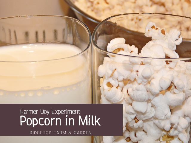 Ridgetop Farm and Garden | Popcorn in Milk Experiment | Laura Ingalls Wilder | Farmer Boy