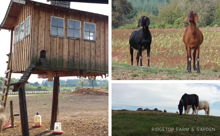  Ridgetop Farm and Garden | 31 Days in Oregon | Roloff Farms