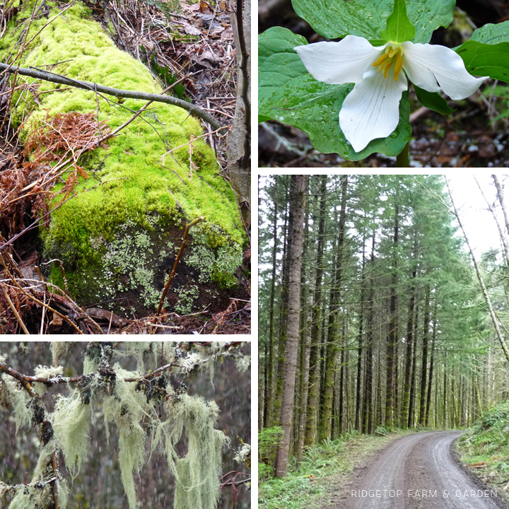 Ridgetop Farm and Garden | Biomes of the World | North America | Temperate Rainforest