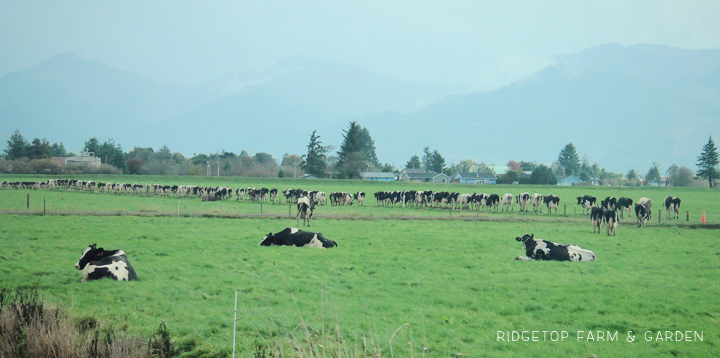 Ridgetop Farm and Garden | 31 Days in Oregon | Tillamook