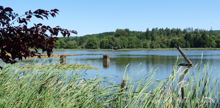 Ridgetop Farm and Garden | 31 Days in Oregon | Vernonia Lake