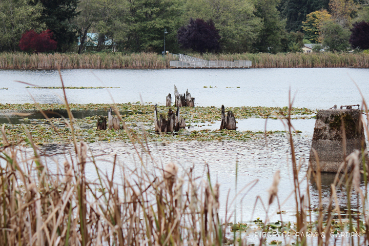 Ridgetop Farm and Garden | 31 Days in Oregon | Vernonia Lake