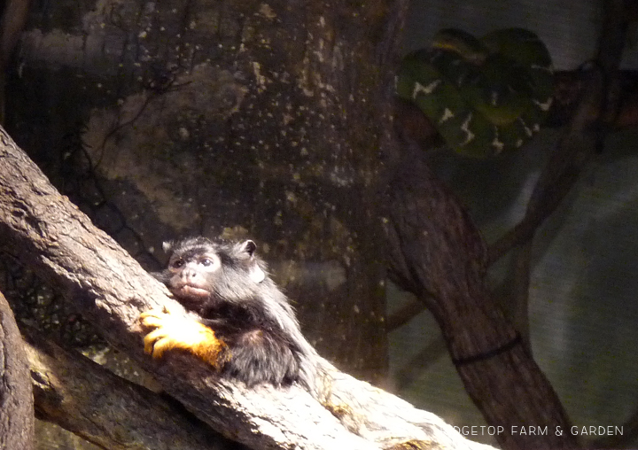 Ridgetop Farm and Garden | Oregon Zoo | Amazon Flooded Forest