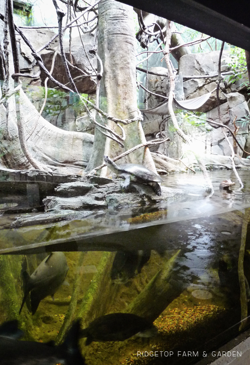 Ridgetop Farm and Garden | Oregon Zoo | Amazon Flooded Forest