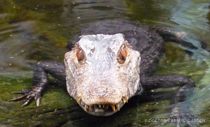 Ridgetop Farm and Garden | Oregon Zoo | Amazon Flooded Forest