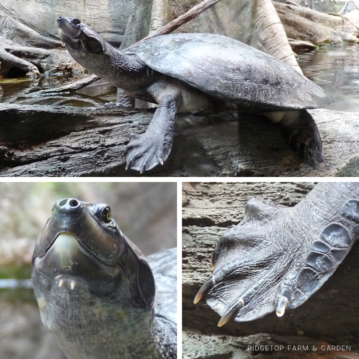 Ridgetop Farm and Garden | Oregon Zoo | Amazon Flooded Forest