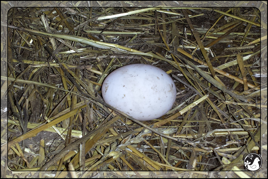 Ridgetop Farm and Garden | January 2014 Update