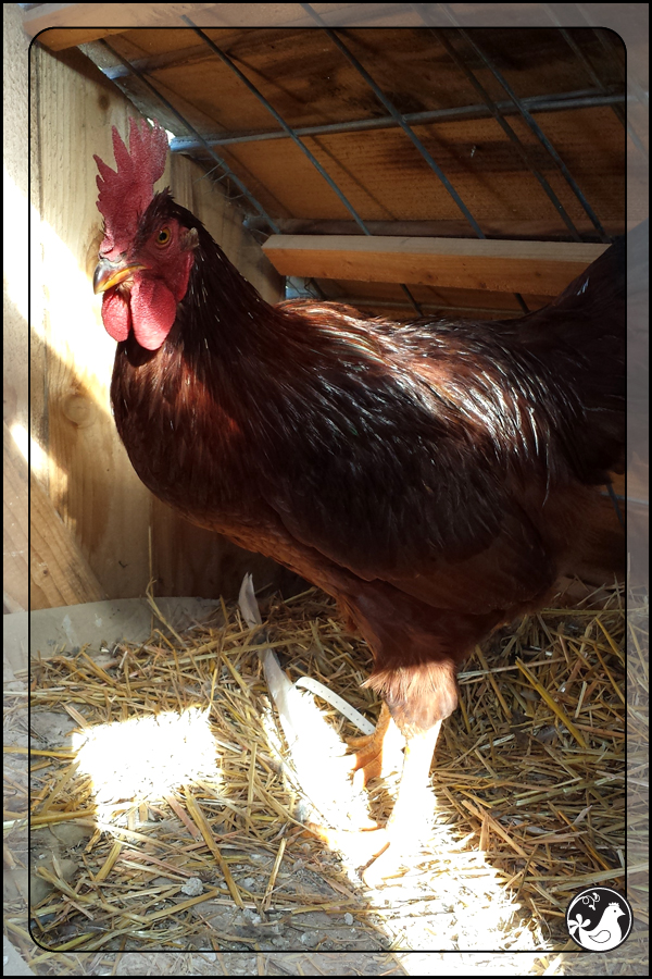 Ridgetop Farm and Garden | January 2014 Update