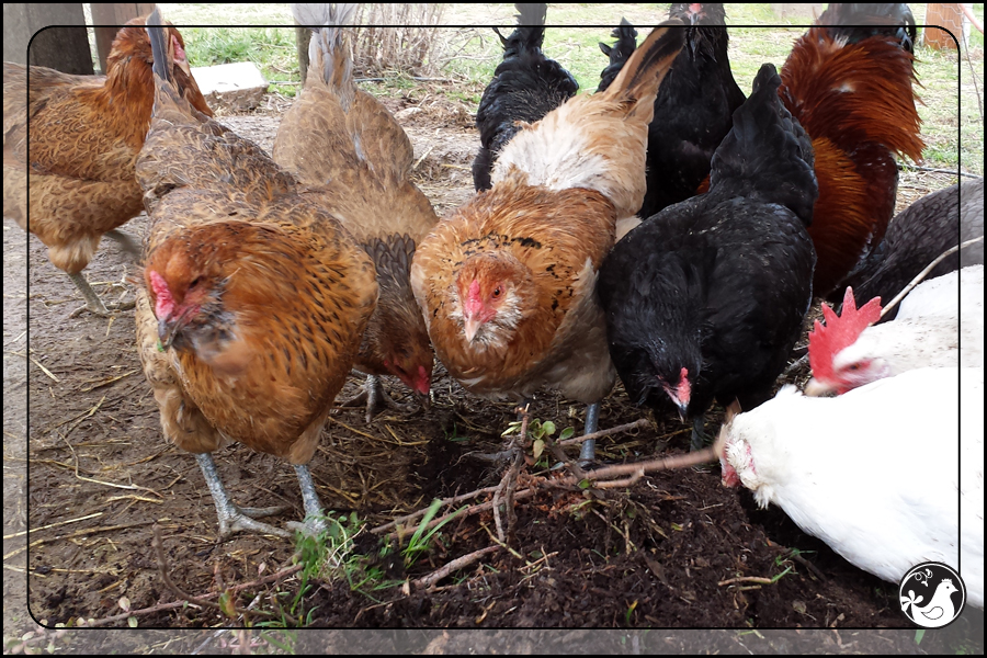 Ridgetop Farm and Garden | February 2014 Update