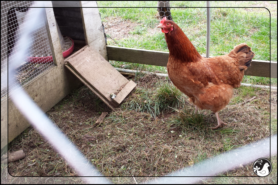 Ridgetop Farm and Garden | February 2014 Update