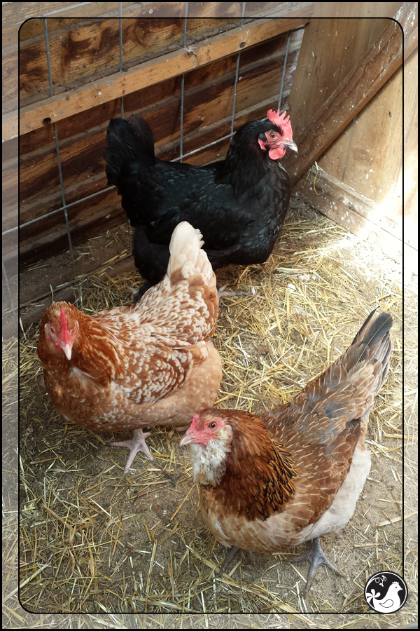 Ridgetop Farm and Garden | March 2014 Update