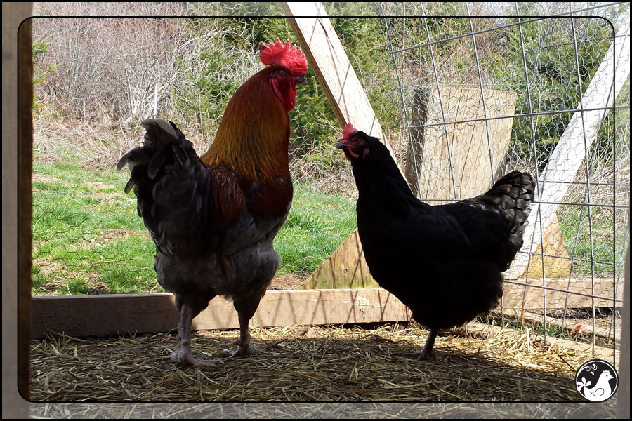 Ridgetop Farm and Garden | March 2014 Update