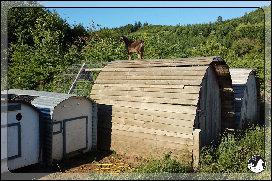 Ridgetop Farm and Garden | June 2014 Update