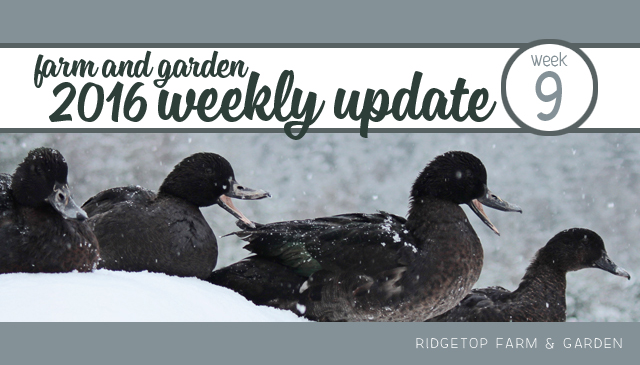 Ridgetop Farm and Garden | 2016 Update | Week 9| Seeds and Fodder