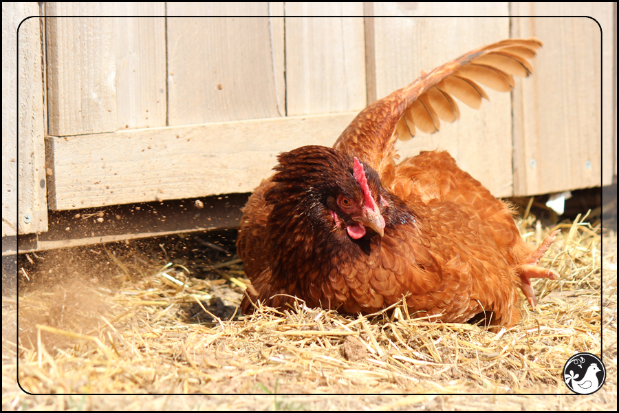 Ridgetop Farm and Garden | March 2014 Update