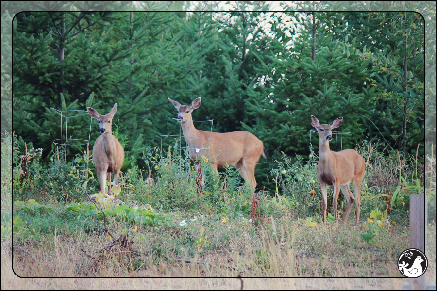 Ridgetop Farm and Garden | September 2014 Update