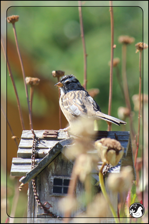 Ridgetop Farm and Garden | September 2014 Update