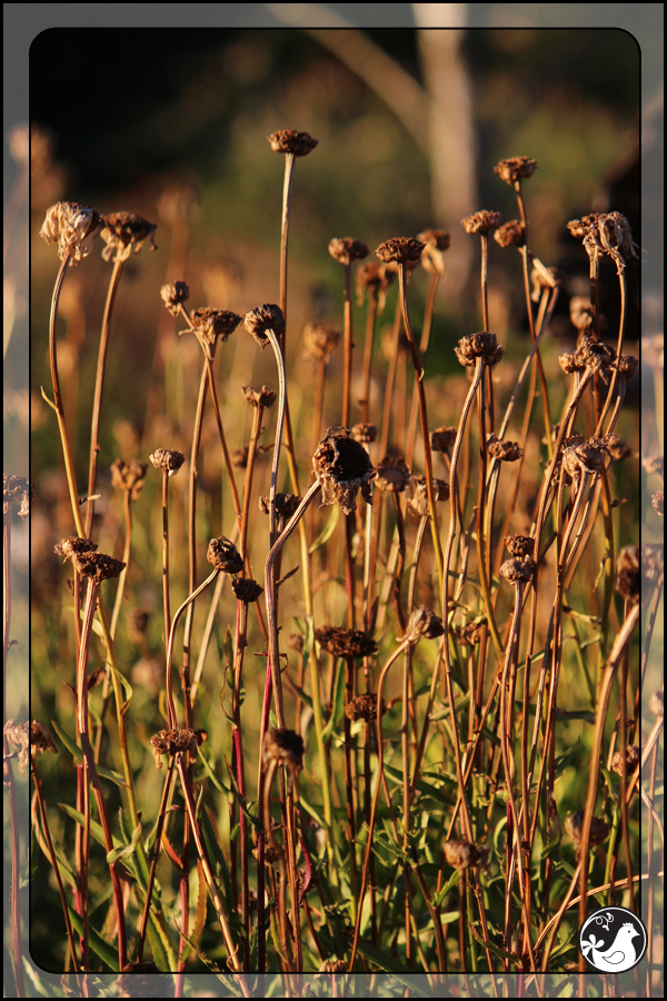 Ridgetop Farm and Garden | September 2014 Update