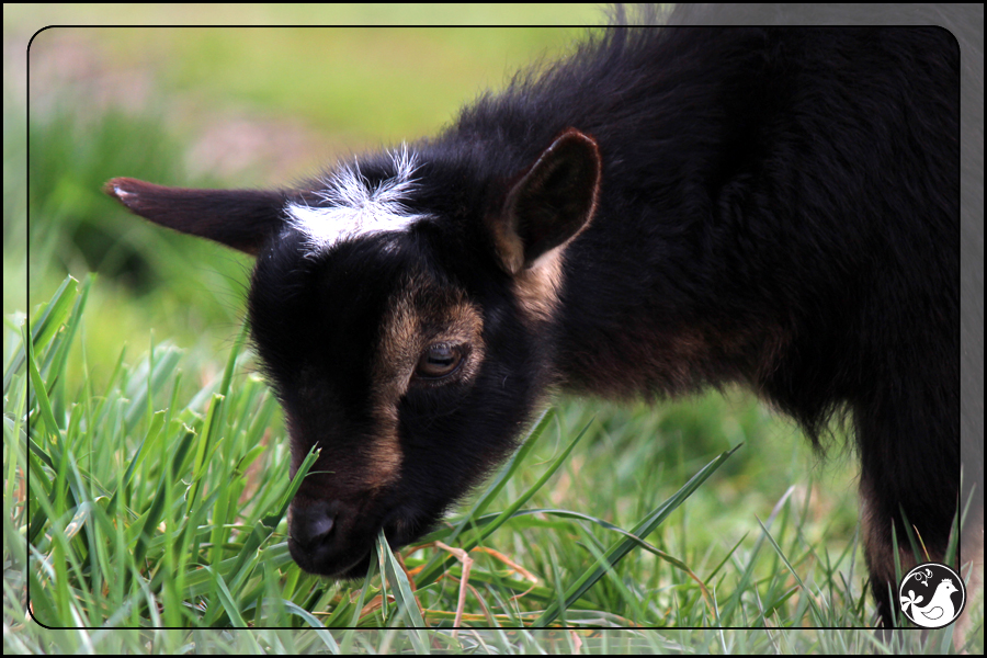 Ridgetop Farm and Garden | March 2014 Update