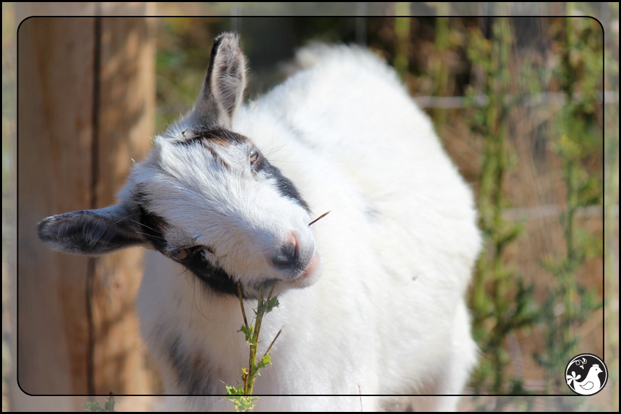 Ridgetop Farm and Garden | September 2014 Update