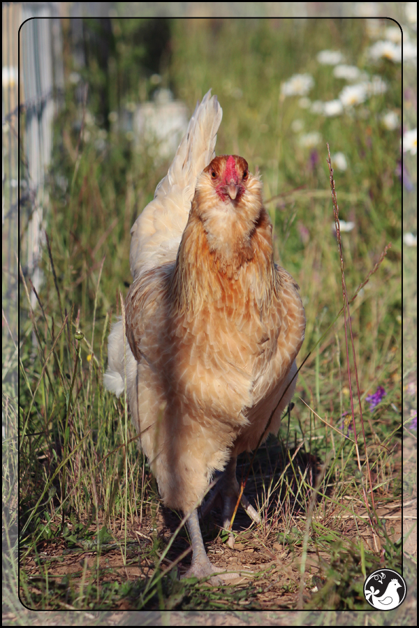 Ridgetop Farm and Garden | June 2014 Update