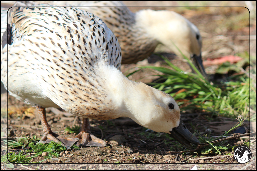 Ridgetop Farm and Garden | April 2014 Update