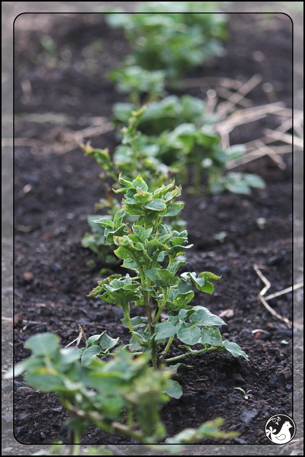 Ridgetop Farm and Garden | June 2014 Update