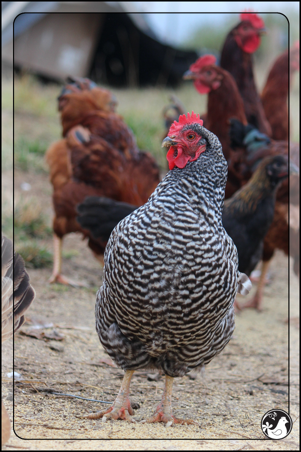 Ridgetop Farm and Garden | September 2014 Update