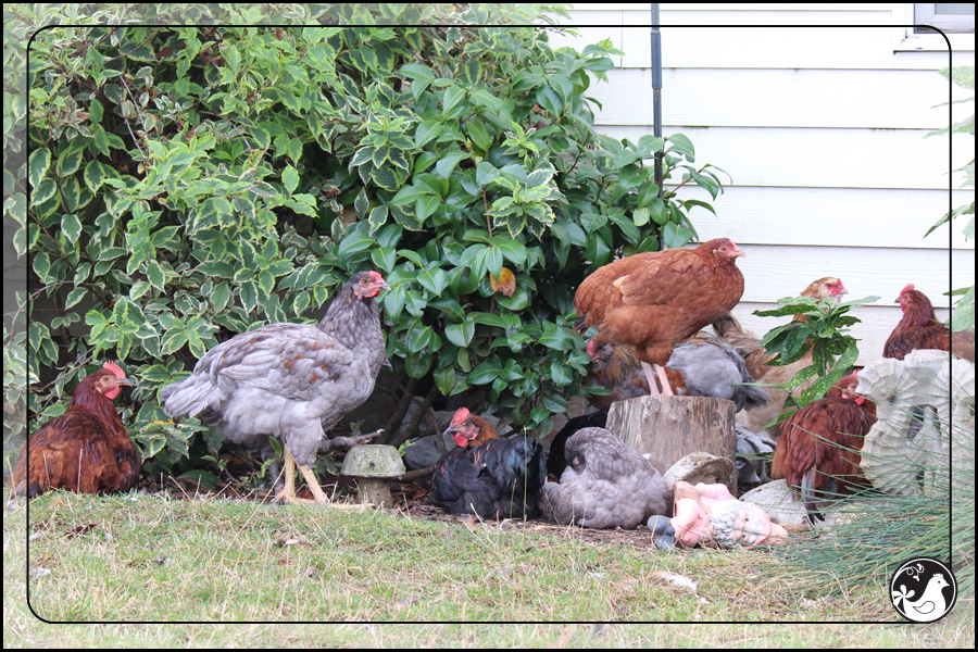 Ridgetop Farm and Garden | September 2014 Update