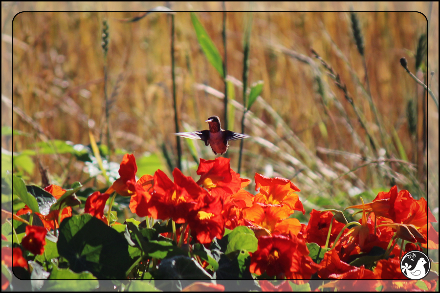 Ridgetop Farm and Garden | July 2014 Update