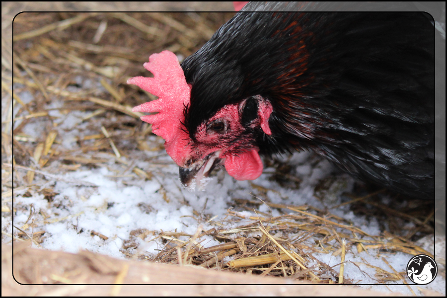 Ridgetop Farm and Garden | February 2014 Update