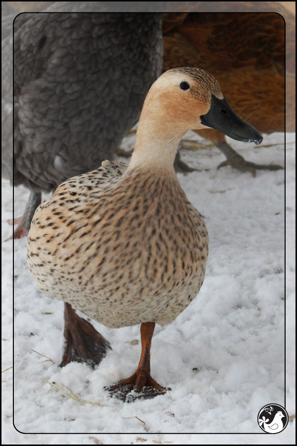 Ridgetop Farm and Garden | February 2014 Update