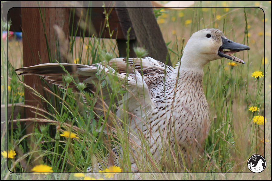 Ridgetop Farm and Garden | July 2014 Update