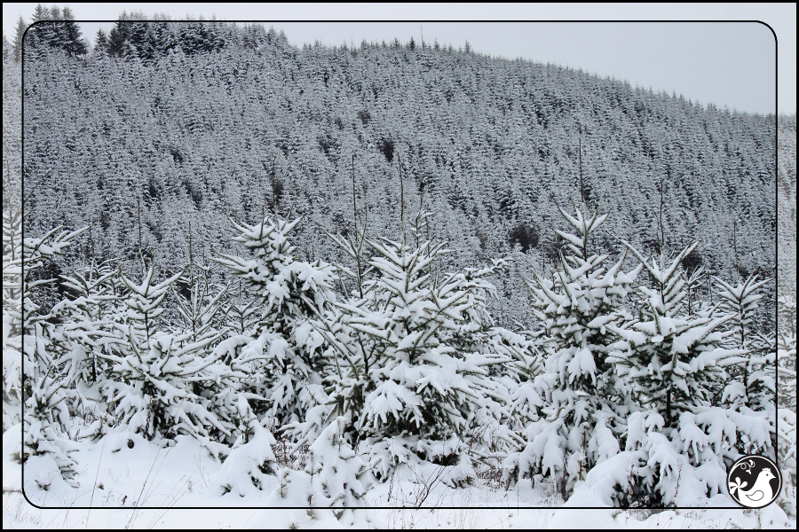 Ridgetop Farm and Garden | February 2014 Update