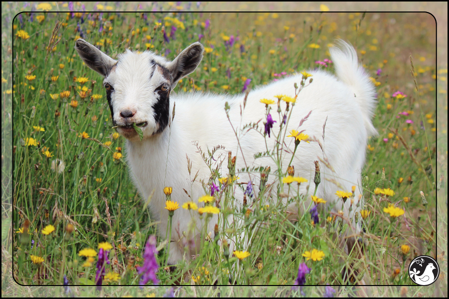 Ridgetop Farm and Garden | July 2014 Update