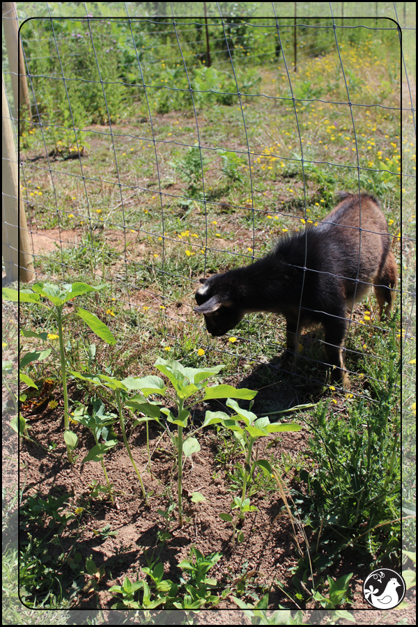 Ridgetop Farm and Garden | July 2014 Update