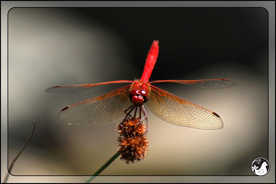 Ridgetop Farm and Garden | July 2014 Update