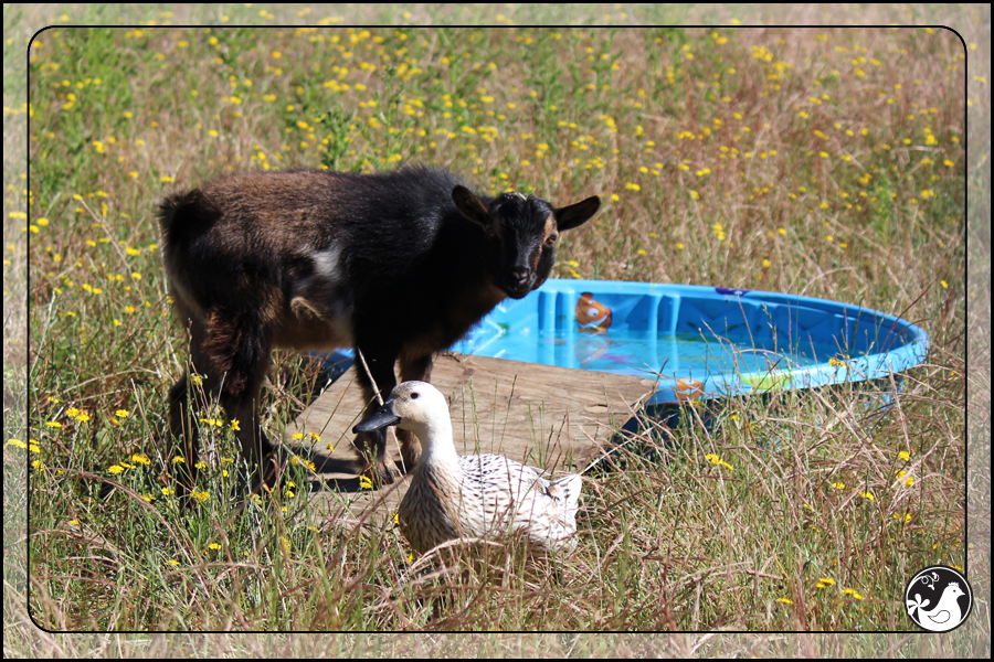 Ridgetop Farm and Garden | July 2014 Update