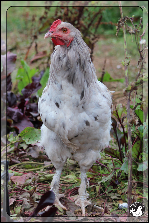 Ridgetop Farm and Garden | October 2014 Update