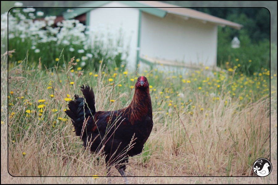 Ridgetop Farm and Garden | July 2014 Update