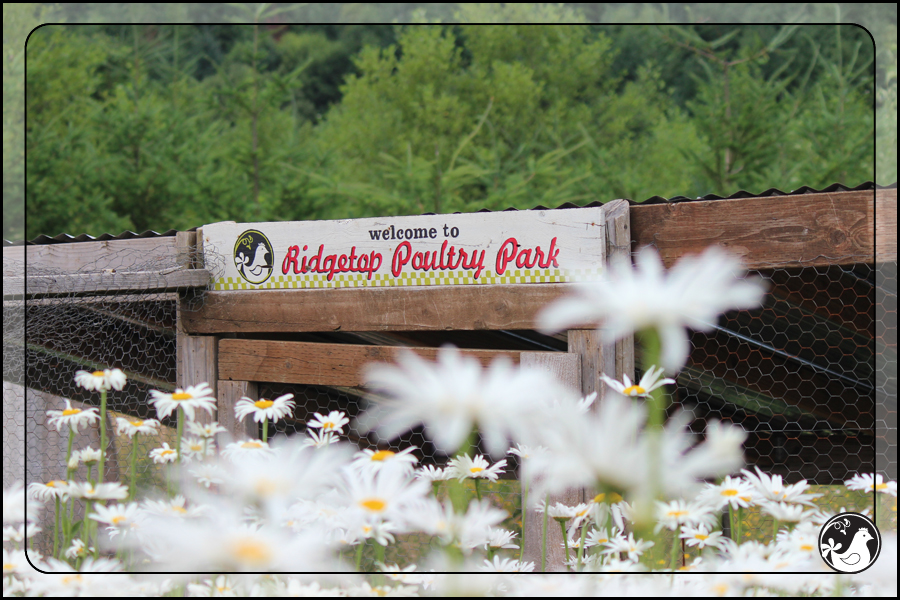 Ridgetop Farm and Garden | July 2014 Update