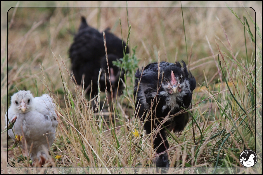 Ridgetop Farm and Garden | July 2014 Update