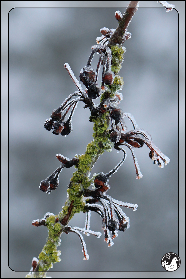 Ridgetop Farm and Garden | February 2014 Update